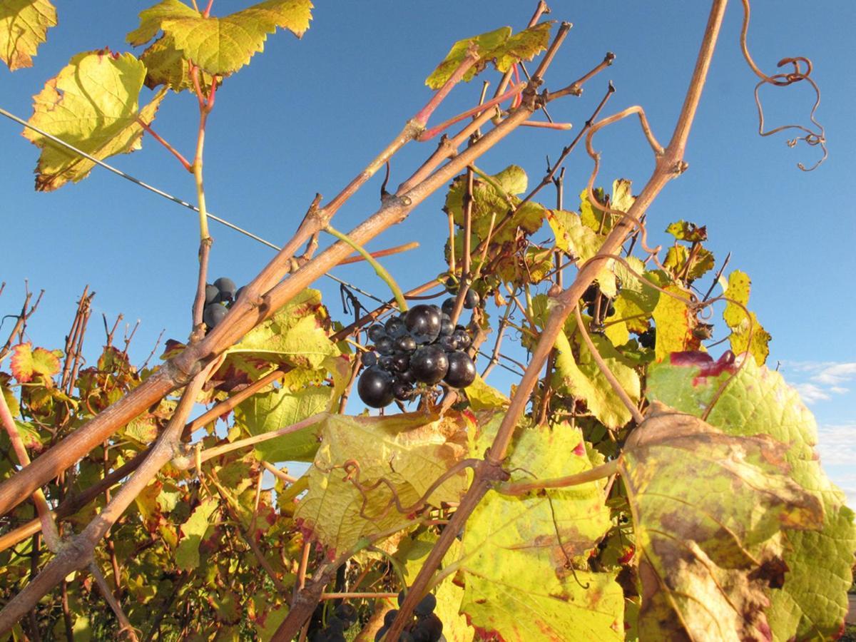 גברי-שמברטן Le Richebourg - Charmant T2 Cosy, Tout Confort מראה חיצוני תמונה