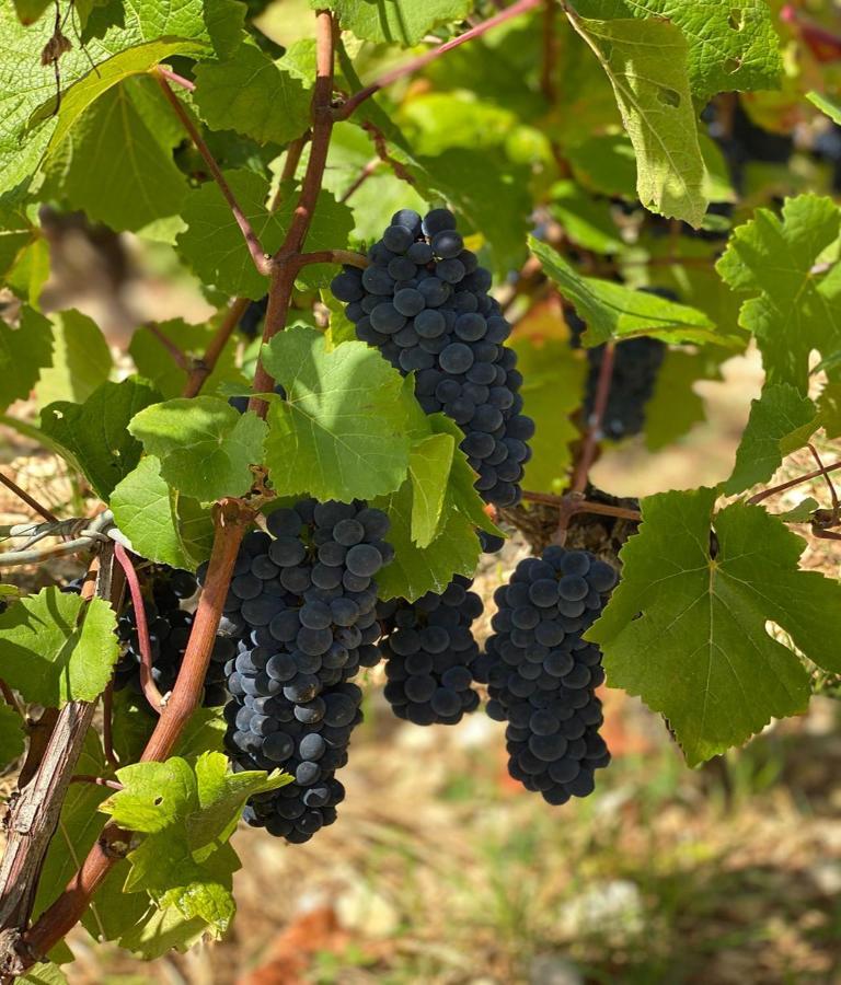 גברי-שמברטן Le Richebourg - Charmant T2 Cosy, Tout Confort מראה חיצוני תמונה